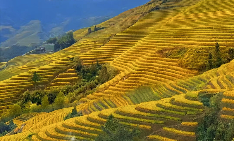 Go to China Guilin Visit Dragon Backbone Rice Terraces.jpg