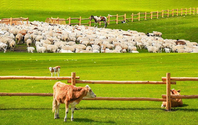 China Traveling Destination HulunBeier Grassland.jpg