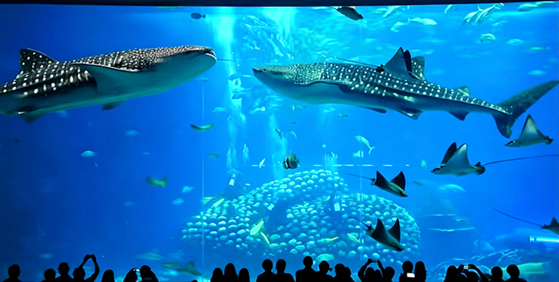 china-travel-zhuhai-chimelong-ocean-kingdom.jpg
